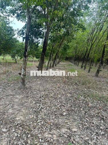 Bán đất 1712m2 mặt tiền đường nhựa