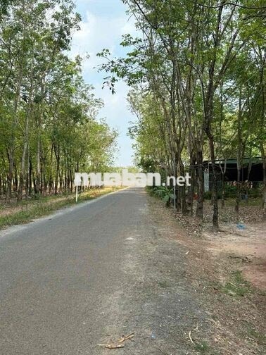 Bán đất 1712m2 mặt tiền đường nhựa
