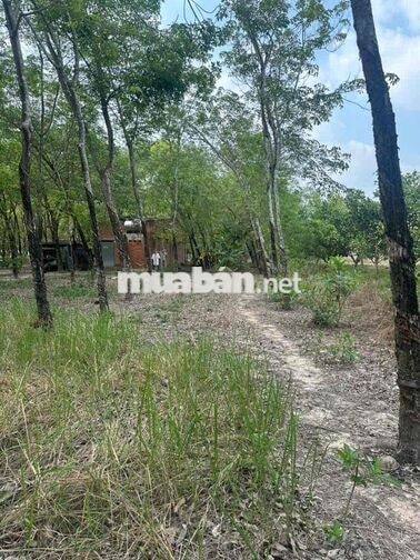 Bán đất 1712m2 mặt tiền đường nhựa