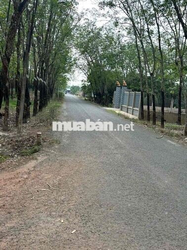 Bán đất 1712m2 mặt tiền đường nhựa