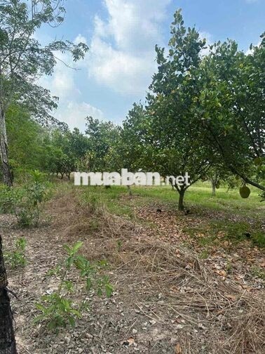 Bán đất 1712m2 mặt tiền đường nhựa