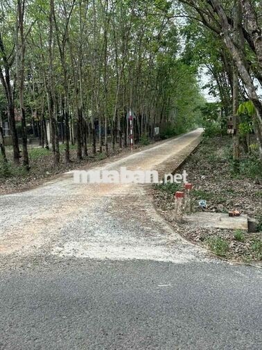 Bán đất 1712m2 mặt tiền đường nhựa