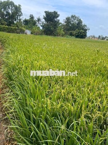 Bán đất trồng lúa Tân Lân Cần Đước gần trường học chợ.