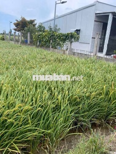 Bán đất trồng lúa Tân Lân Cần Đước gần trường học chợ.