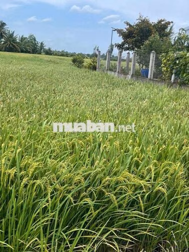 Bán đất trồng lúa Tân Lân Cần Đước gần trường học chợ.