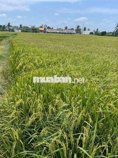 Bán đất trồng lúa Tân Lân Cần Đước gần trường học chợ.