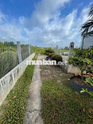 Bán đất trồng lúa Tân Lân Cần Đước gần trường học chợ.