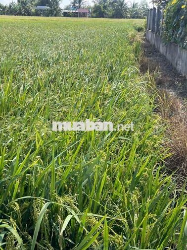 Bán đất trồng lúa Tân Lân Cần Đước gần trường học chợ.