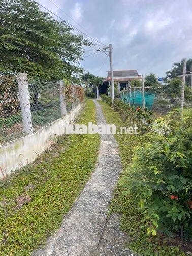 Bán đất trồng lúa Tân Lân Cần Đước gần trường học chợ.