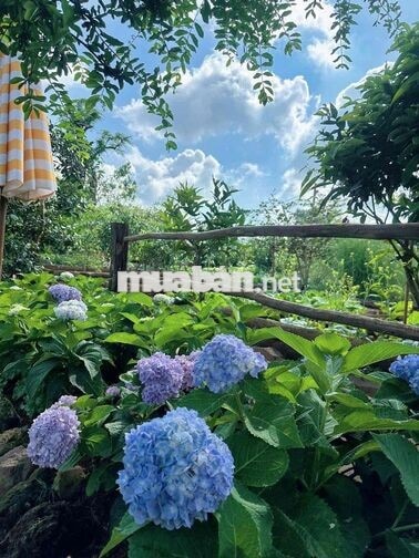 🌿 CHO THUÊ VILLA DÀI HẠN – SỐNG GIỮA KHU VƯỜN 10.000M² 🏡