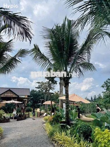 🌿 CHO THUÊ VILLA DÀI HẠN – SỐNG GIỮA KHU VƯỜN 10.000M² 🏡