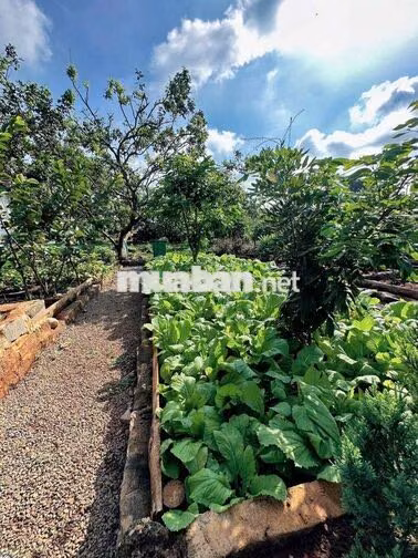 🌿 CHO THUÊ VILLA DÀI HẠN – SỐNG GIỮA KHU VƯỜN 10.000M² 🏡