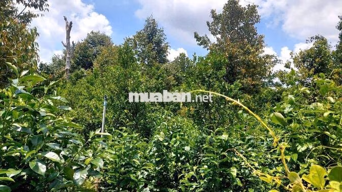 🌟 CHÍNH CHỦ NHỜ BÁN LÔ ĐẤT ĐẸP – HÒA LONG, TP. BÀ RỊA 🏡