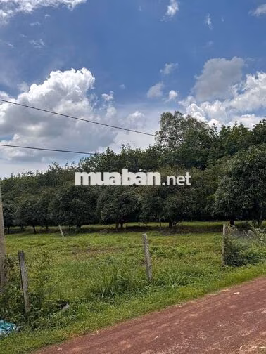 🌿BỎ PHỐ VỀ VƯỜN CHỈ VỚI 689 TRIỆU LÔ 1.1 SÀO LA NGÀ - ĐỒNG NAI