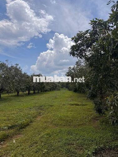 🌿BỎ PHỐ VỀ VƯỜN CHỈ VỚI 689 TRIỆU LÔ 1.1 SÀO LA NGÀ - ĐỒNG NAI