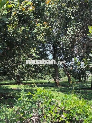 🌿BỎ PHỐ VỀ VƯỜN CHỈ VỚI 689 TRIỆU LÔ 1.1 SÀO LA NGÀ - ĐỒNG NAI