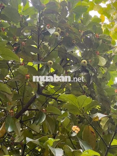 Đất vườn gần một công tại Cần Thơ