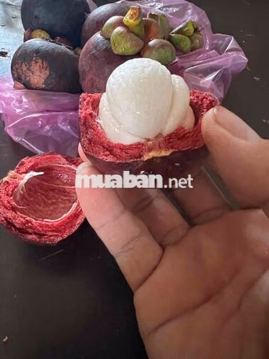 Đất vườn gần một công tại Cần Thơ