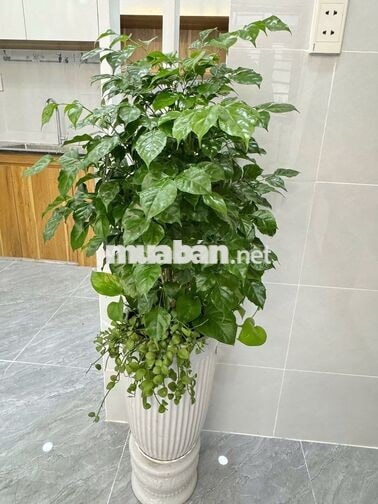 BÁN GẤP NHÀ HƯƠNG LỘ 2 BÌNH TÂN HẺM 3M – 2 TẦNG FULL NỘI THẤT 2,86T TL