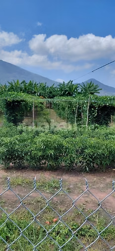Cần bán đất vườn gần núi Bà Đen 