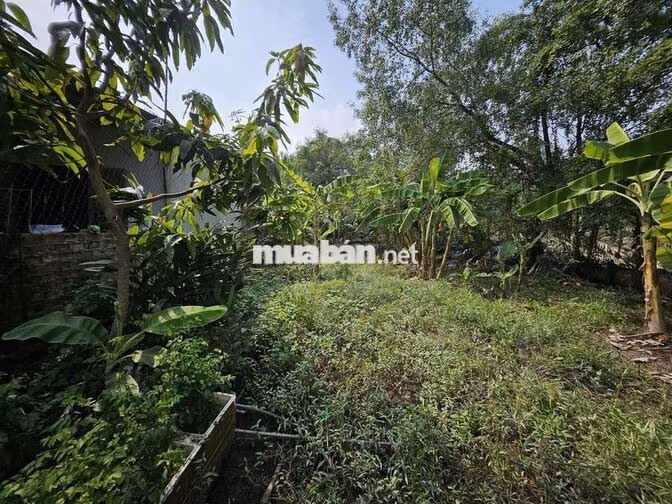 BÁN ĐẤT VƯỜN – ĐƯỜNG NGUYỄN VĂN RÀNG-P.NHÀ BÈ, 136m2 – CHỈ 1,1 TỶ