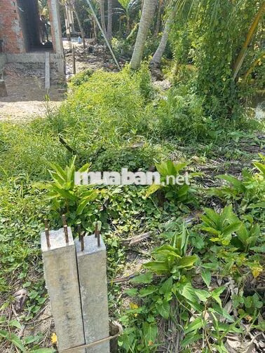 Nền CLN tại Rạch Ranh P. Long Tuyền 8m x 20m lên thổ cư liền