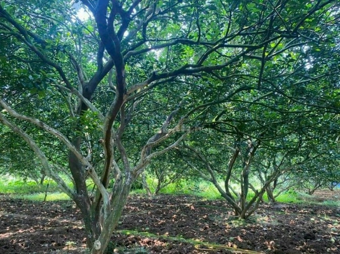 Bán 1695m² (33m x 48m) - tại xã Bình Lợi, Huyện Vĩnh Cửu, Đồng Nai