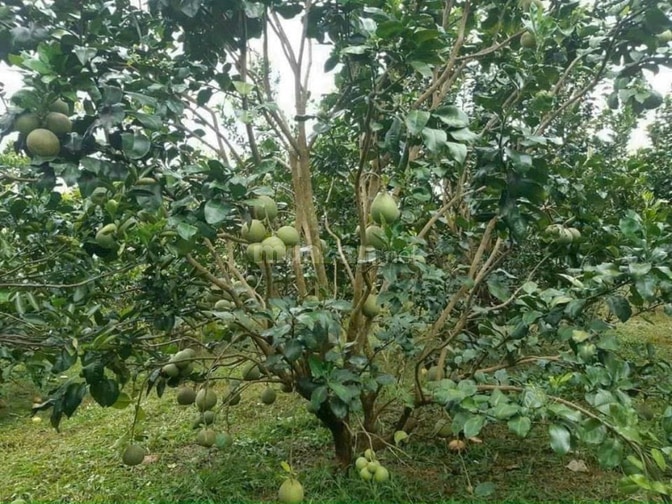 Bán 1695m² (33m x 48m) - tại xã Bình Lợi, Huyện Vĩnh Cửu, Đồng Nai