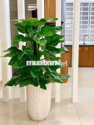277 ✨ 🏡 CHO THUÊ NHÀ NGUYÊN CĂN CAO CẤP TRẦN THANH MẠI