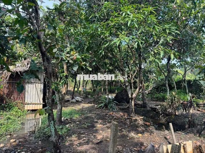 Bán gấp vườn cây 1.185m2 Bình Mỹ Củ Chi, gần Vành đai 3, đường ô tô, s