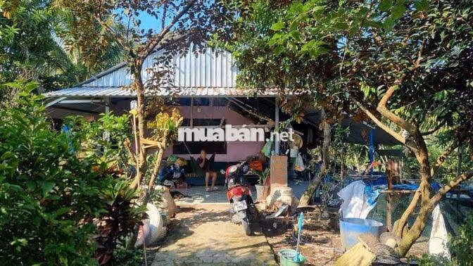 Bán gấp vườn cây 1.185m2 Bình Mỹ Củ Chi, gần Vành đai 3, đường ô tô, s