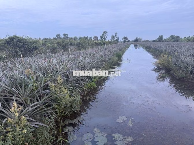 🔥 95 TRIỆU/M NGANG – ĐẤT 20M MẶT TIỀN, ĐƯỜNG Ô TÔ, GẦN KCN LONG GIANG