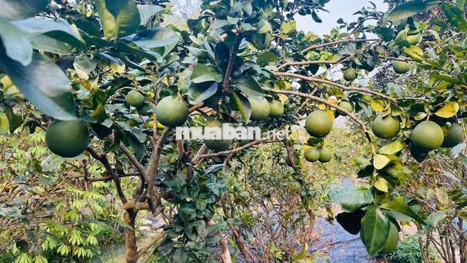 CHO THUÊ NHÀ VƯỜN NGHỈ DƯỠNG CỦ CHI – 4 PHÒNG NGỦ