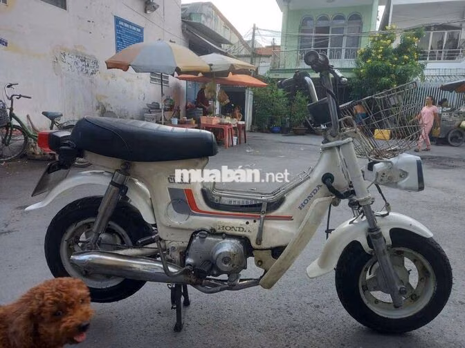 Honda Chaly 81 Trắng