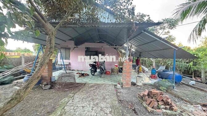 Bán gấp vườn cây 1.185m2 Bình Mỹ Củ Chi, gần Vành đai 3, đường ô tô, s