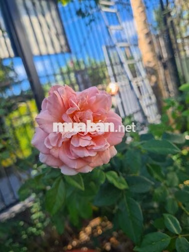 CĂN HỘ MỚI XÂY DỰNG THOÁNG MÁT, SẠCH SẼ