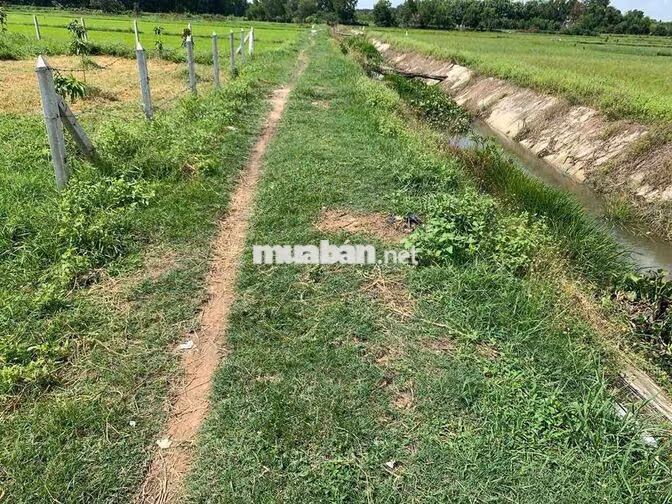 BÁN ĐẤT NÔNG NGHIỆP PHƯỜNG THÁI MỸ, CỦ CHI, TP. HỒ CHÍ MINH
