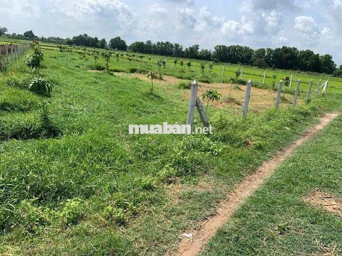 BÁN ĐẤT NÔNG NGHIỆP PHƯỜNG THÁI MỸ, CỦ CHI, TP. HỒ CHÍ MINH