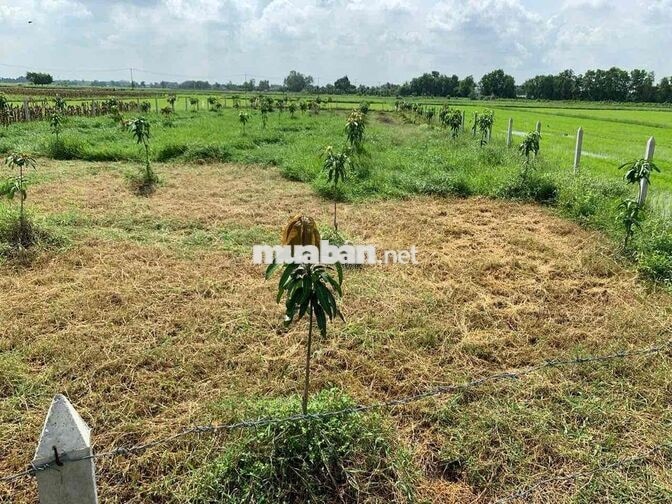 BÁN ĐẤT NÔNG NGHIỆP PHƯỜNG THÁI MỸ, CỦ CHI, TP. HỒ CHÍ MINH