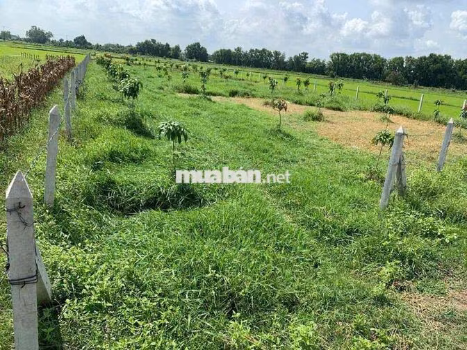 BÁN ĐẤT NÔNG NGHIỆP PHƯỜNG THÁI MỸ, CỦ CHI, TP. HỒ CHÍ MINH