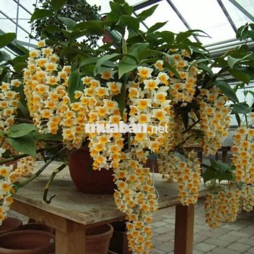 Cho thuê phòng trọ hẻm 28 Bùi Dự