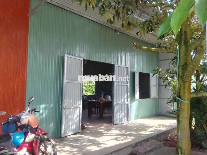 CẦN BÁN 2 SÀO RẪY CÀ PHÊ, SẦU RIÊNG SẴN NHÀ Ở DỐC THA LA, LỘC THÀNH.