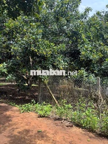 BÁN ĐẤT 1.008M² – GẦN KCN XUÂN QUẾ, SÂN BAY LONG THÀNH