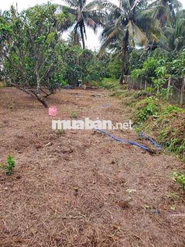 Vũng Liêm_xã Quới An_Bán thửa đất 1300m2 (Đất ở+ CLN)