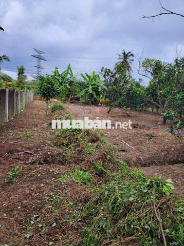 Vũng Liêm_xã Quới An_Bán thửa đất 1300m2 (Đất ở+ CLN)