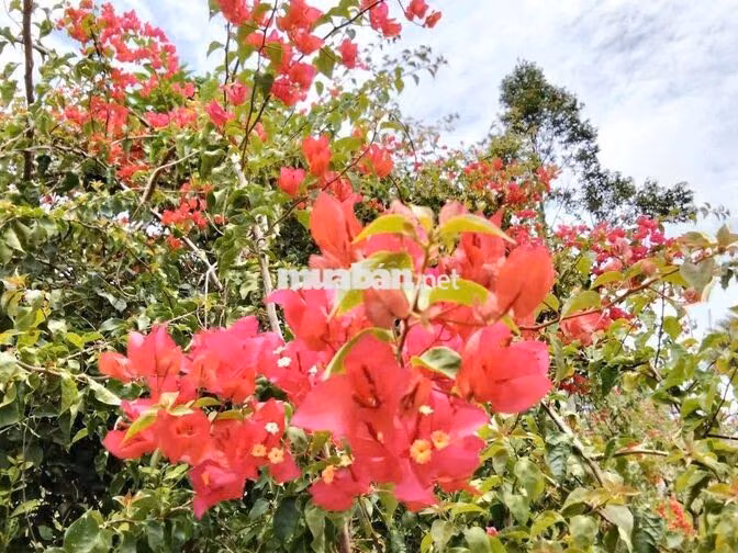 Nền đẹp giá ổn I Phường Hưng Phú