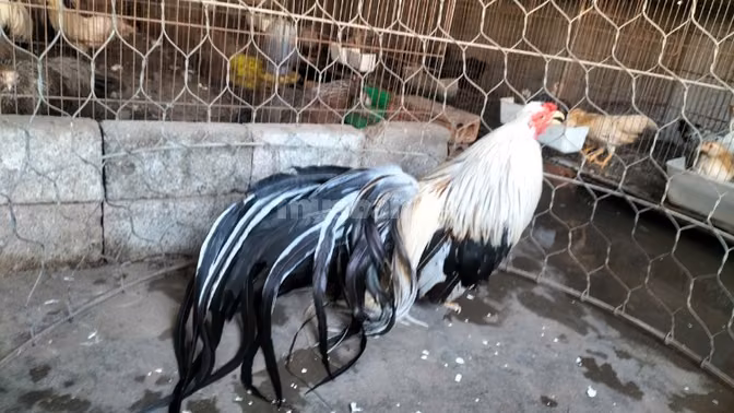 bán gà tre cảnh tại hoàng mai hà nội