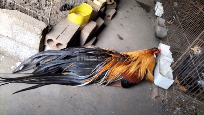 bán gà tre cảnh tại hoàng mai hà nội