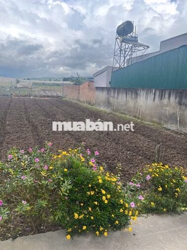 CHÍNH CHỦ BÁN ĐẤT PHÚ HỘI – 127,7M² – 75,5M² THỔ CƯ – SỔ RIÊNG