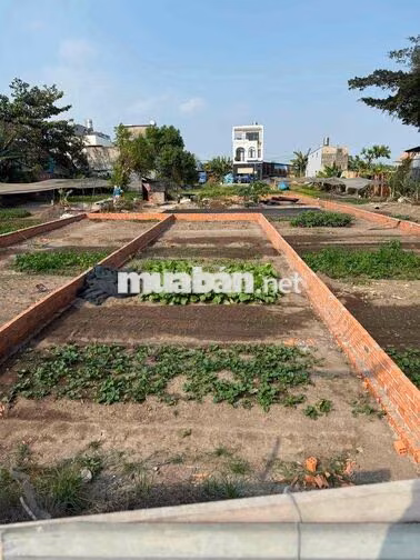 CẦN BÁN 2 LÔ ĐẤT MẶT TIỀN ĐÔNG THẠNH8-1. GẦN CHỢ GẤU LÊ VĂN KHƯƠNG